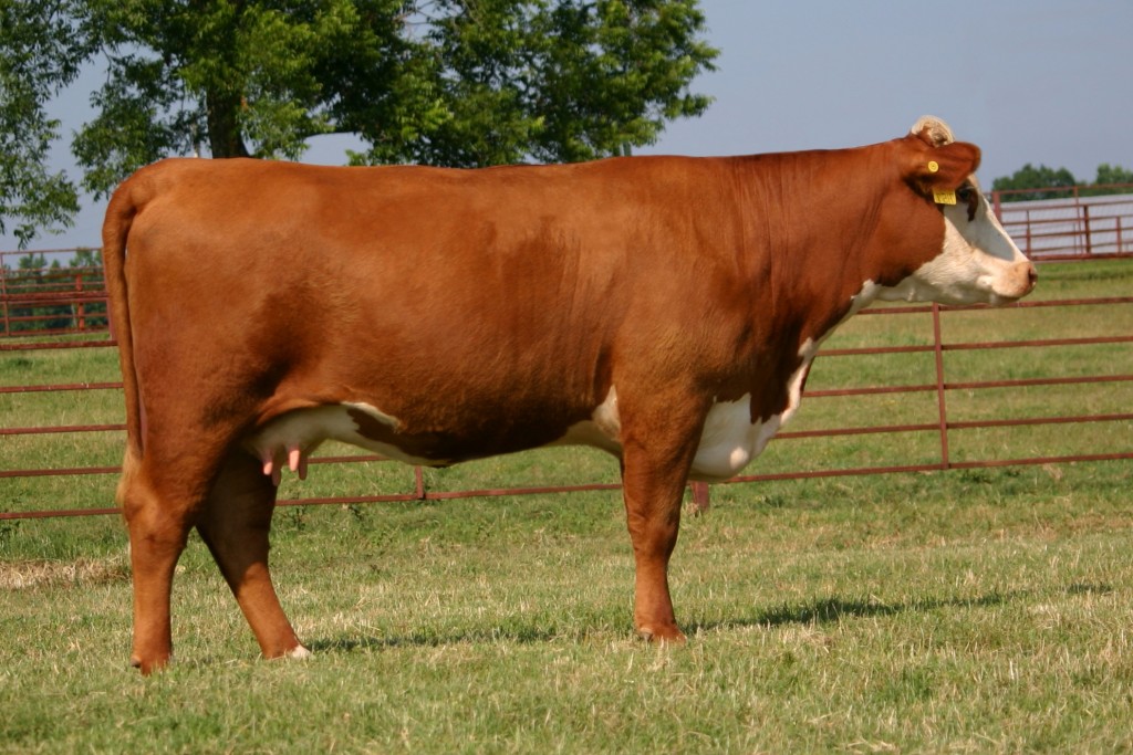 9156 Dam of 392 which topped the sale at W4 in Texas