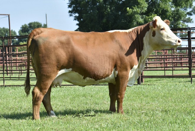 Female Sale | Debter Hereford Farm